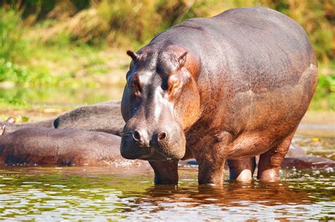Hipopótamo En Su Vida Salvaje Vidas Salvajesvidas Salvajes