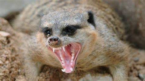 Meerkat Facts 20 Amazing Facts About Meerkats