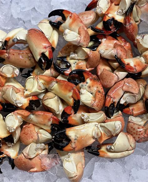 Florida Stone Crab Claw Season Sam Rust Seafood