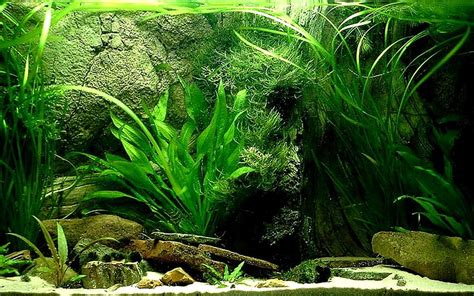 Update Imagen Freshwater Fish Tank Background Thptletrongtan Edu Vn