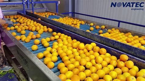 Novatec Sorting And Packing Line For Citrus Youtube