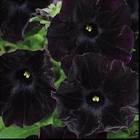 Beauty Of Black Flowers