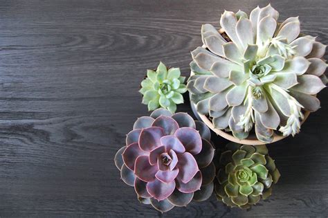 How To Grow And Care For Echeveria Succulents
