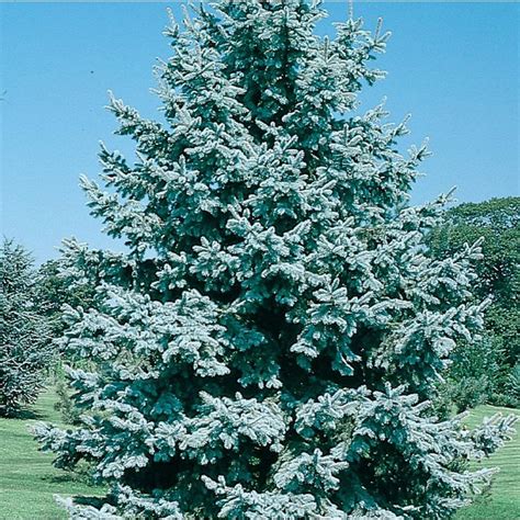 325 Gallon Colorado Blue Spruce Feature Tree L3937