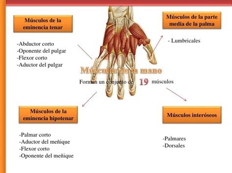 Region De La Mano Huesos Y Musculos