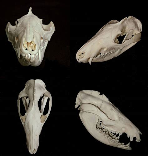Opossum Skull By Makaronnie On Deviantart