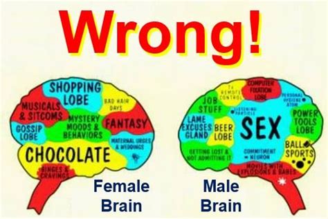 Male And Female Brain Types A Myth Theyre Basically The Same Market