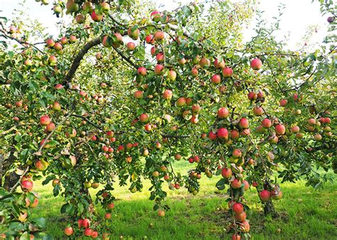 Whats A Rootstock Grafted Fruit Tree Basics Sky Nursery