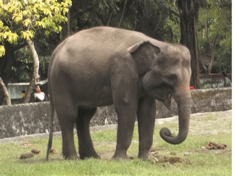 Foto Foto Gajah Di Kebun Binatang Gembiraloka Fauna Gue
