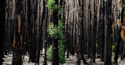 What Can Australias Pandemic Response Teach Us About Bushfire Recovery