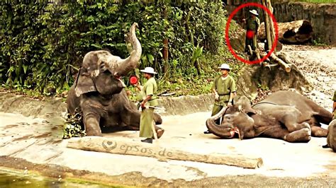 Funny Elephant Tricks In Singapore Zoo Youtube