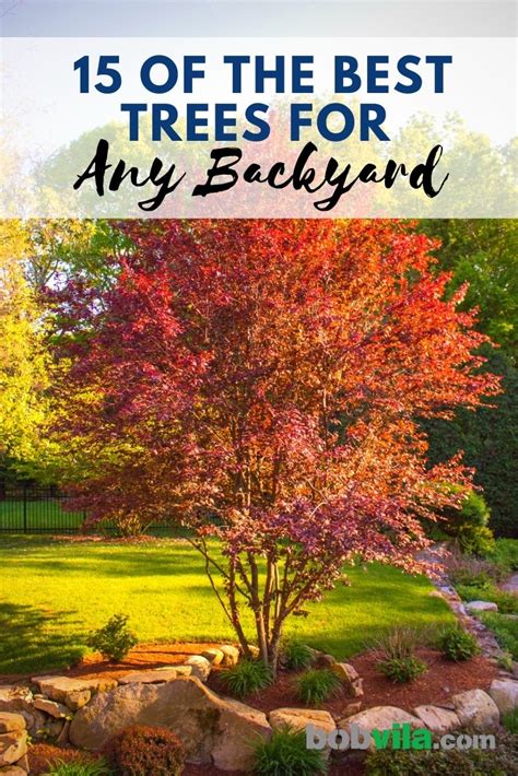 Best Trees To Plant 15 Options For The Backyard Bob Vila