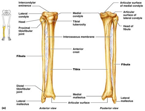 The Fibula Anatomy Of The Fibula Anatomy Medicinecom