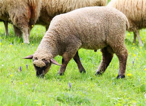 What Are The Most Popular Breeds Of Sheep With Pictures