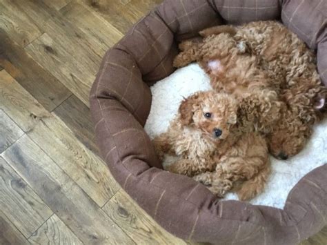 Poodles are a group of dog breeds which include the toy, miniature, and standard poodles. Toy Poodle Puppies For Sale | Washington Ave./ Memorial ...