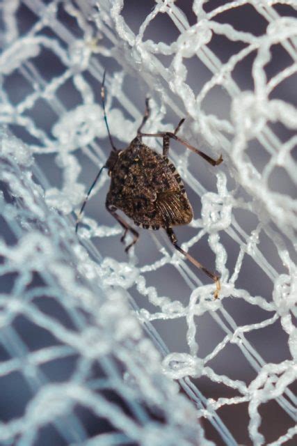 How To Keep Stink Bugs Out Of Your House The Secrets To Success