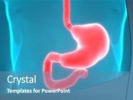 Top Digestive System PowerPoint Templates, Backgrounds ...