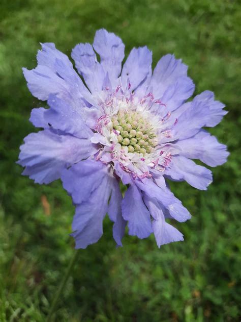 Pincushion Flower Lomelosia Caucasica Perfecta Blue