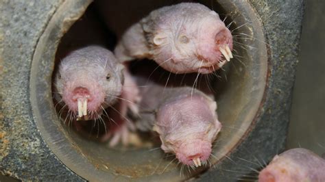 No Oxygen The Naked Mole Rat Might Not Care The New York Times