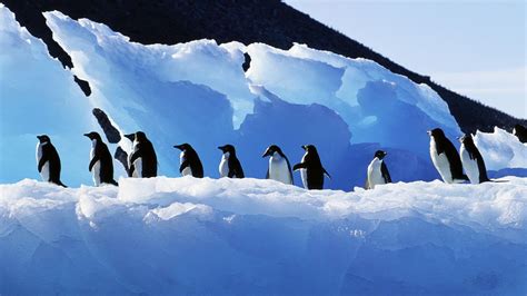 Die 69 Besten Pinguine Hintergrundbilder