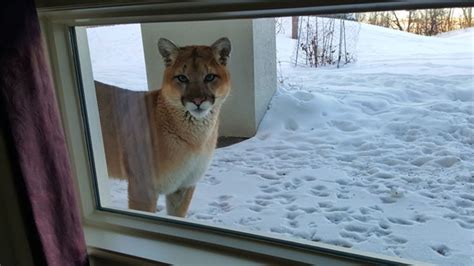 Cougar Comes For A Visit At Calgary Area Home Ctv News