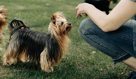 Silky Terrier Dog Breed Interesting Facts And Much More