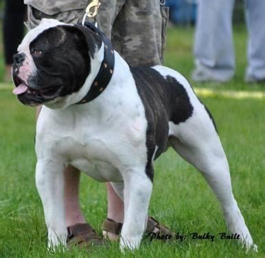 95 mississippi state bulldogs products are offered for sale by suppliers on alibaba.com. Extreme Bully American Bulldogs for Sale for Sale in ...