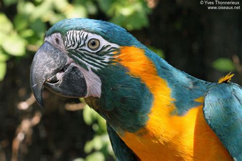 Blue Throated Macaw Ara Glaucogularis Adult Yvth23479