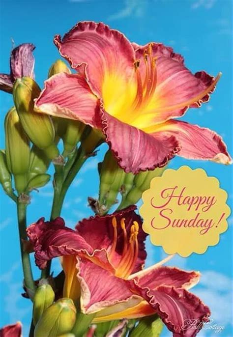 Beautiful Happy Sunday Flowers Pictures Photos And Images For