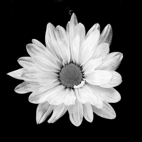 White Daisy Flower Blossom Black And White Photo Print