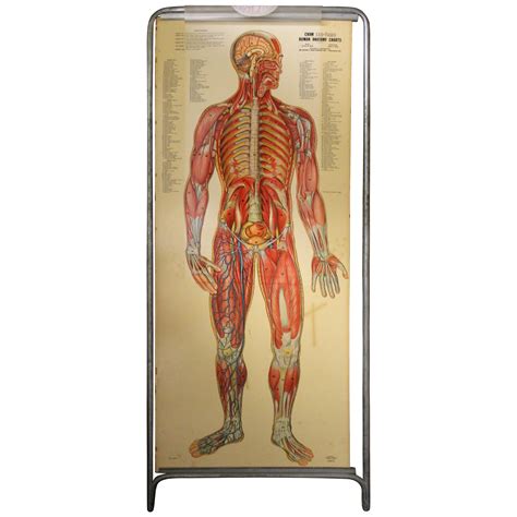 Vintage Pull Down Chart Anatomy Human Body Biology Pr Vrogue Co