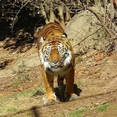 Tiger Blep At Zoo Atlanta Rhardcoreaww