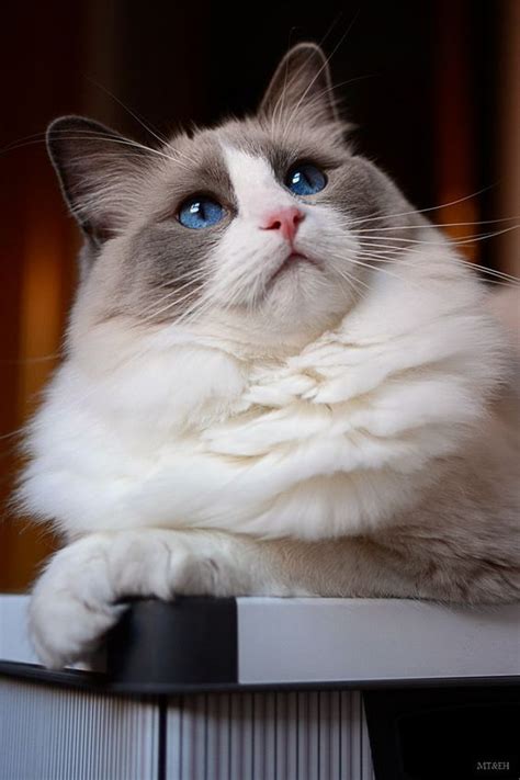 Ragdoll Cat Breed Informationpictures And Health Cat Breeds