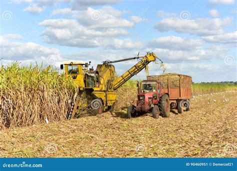 Sugar Cane Harvest Editorial Photo Image Of Countryside 90460951