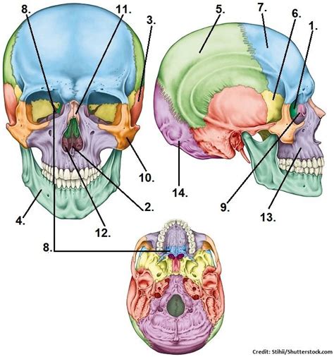 Skull Bones Quiz Cranial And Facial Bones Facial Bones Skull And