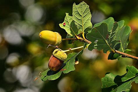 How To Grow Oak Trees From Acorns — Forest Wildlife