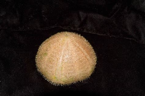 Tan Sea Urchin Smithsonian Ocean