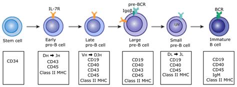 Immunology 101 Stages Of B Cell Development Biology Mcat Usmle