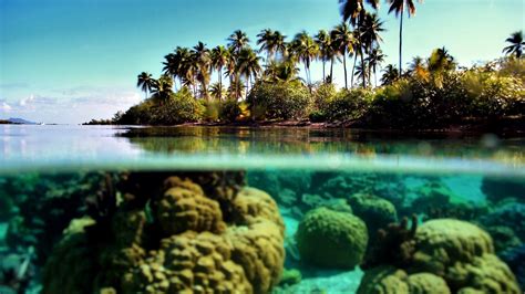Картинки море остров пальмы сплит вид подводной природы природа
