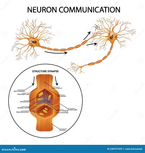 Neuron Communication Transmission Of The Nerve Signal Between Two