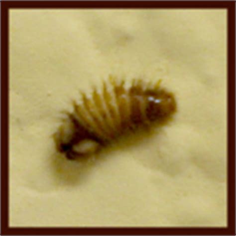 Actual size is 3/8 inch long. Carpet Beetles on the Climb | Thrasher Termite & Pest Control