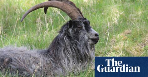 Four Billy Goats With A Tale To Tell Environment The Guardian
