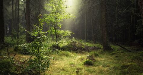 Forest Scene Ultra Hd Wallpapers Wallpaper Cave