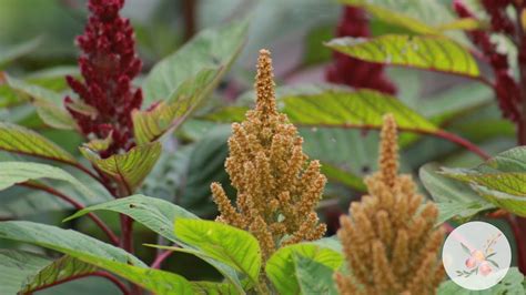 Growing Amaranth From Seed In Zone 6b7 Gardening For