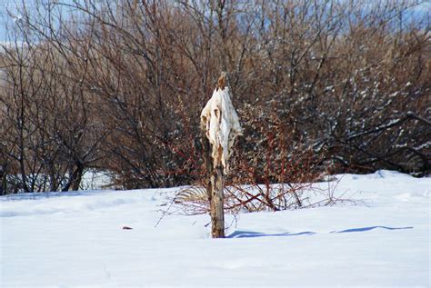 Skinwalker Ranch insider donates photograph collection for research