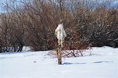 Why Skinwalkers In Ohio Are Creating Buzz %e2%80%93 Essential Details Revealed The Shocking Truth Everyone Needs To Know