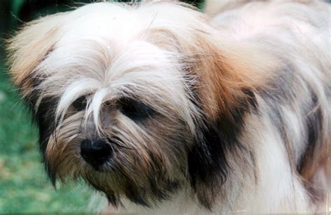 Los Perros Mas Lindos Mascotas Taringa