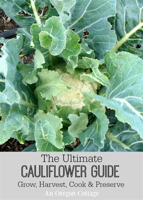 Spinach seed that is more than a year old does not germinate well. Ultimate Cauliflower Guide: Grow, Harvest, Cook & Preserve ...