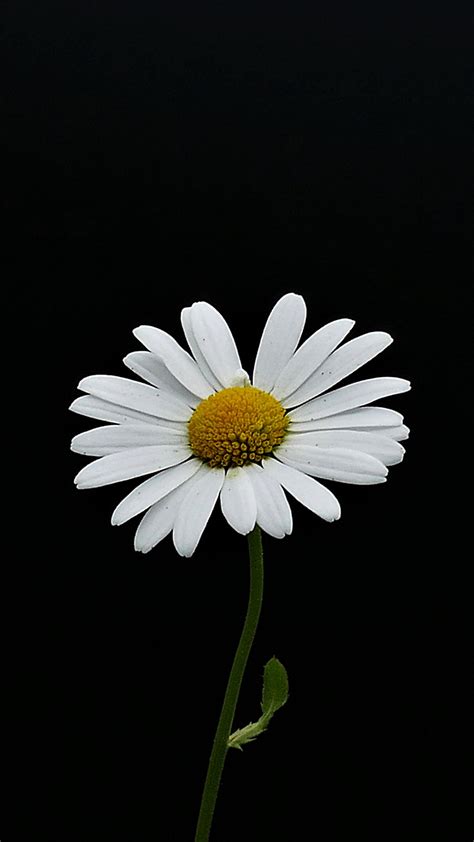 Download 1080x1920 Wallpaper Portrait White Flower