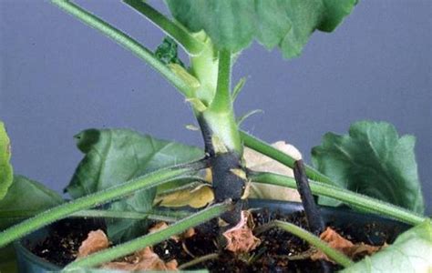 Blackleg Garden Pests And Diseases Gardening Tips Thompson And Morgan
